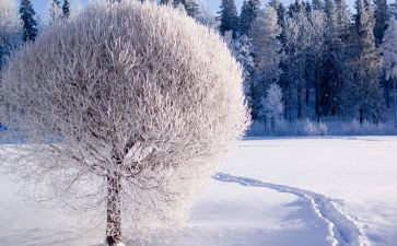 大雪教案最新6篇