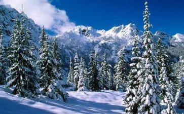 雪鲁迅先生读后感5篇