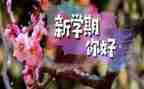 小学2024年学期总结最新6篇