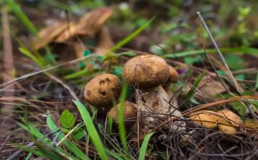 野生菌的作文最新5篇