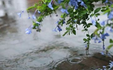 描写雨的作文300字5篇