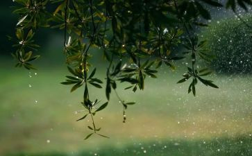 雨后小故事作文8篇