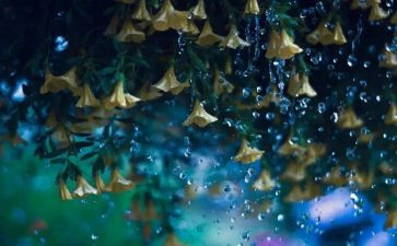 写暴雨天气的作文7篇