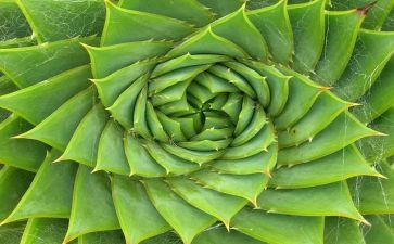 找春天植物的作文7篇
