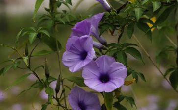 植物园的作文400字8篇