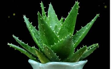 参观植物园的作文5篇