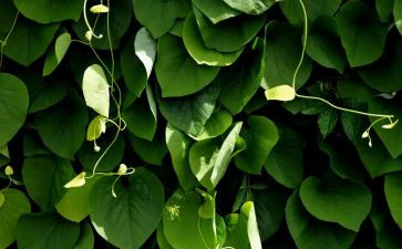 植物实习报告通用8篇
