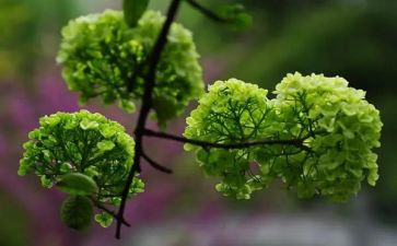 植物实习报告推荐8篇