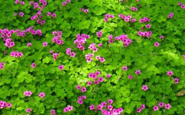 小学生植物作文精选5篇
