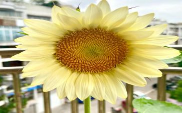 追求c位作文800字8篇