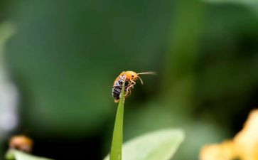 捉昆虫心得体会5篇